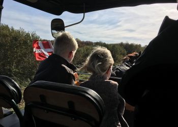 Forberedelse til Vildmosekartoffelfestival