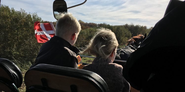 Forberedelse til Vildmosekartoffelfestival