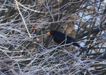 Den uforstyrrede naturs eget liv.