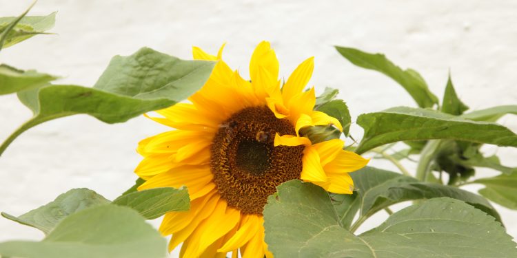 Hvordan solsikker deles om føden