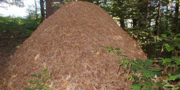 Gak til myren, min ven, og bliv vis!