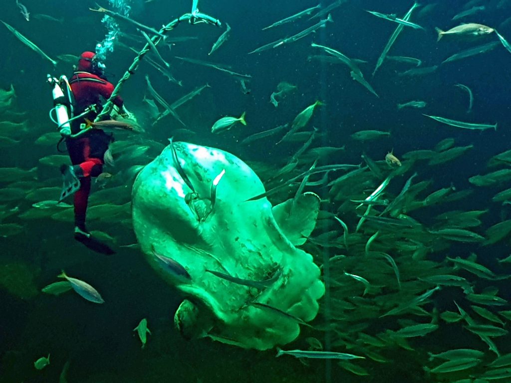 Tag til Hirtshals - og tag sælfie. Det spændende liv i Nordsøen opleves hos Nordsøen Oceanarium |