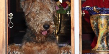 Farvel til menneskets bedste ven