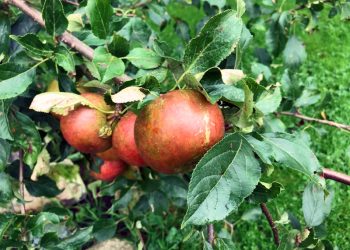 Vist kommer det os ved