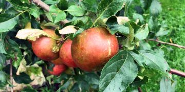 Vist kommer det os ved