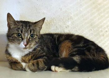 Lille kat, lille kat…….hvis er du?