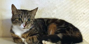 Lille kat, lille kat…….hvis er du?