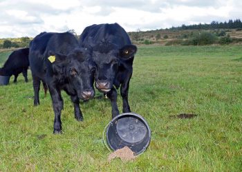 Nye udfordringer for Anne og Kai