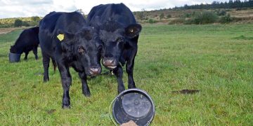 Nye udfordringer for Anne og Kai