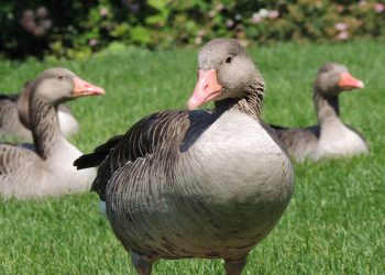 Danskernes højtider – Mortensaften