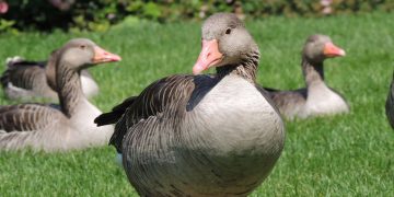 Danskernes højtider – Mortensaften