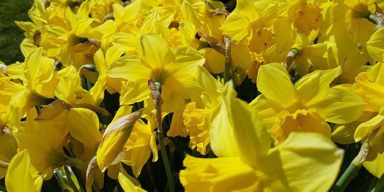 Hvad magelighed og konformitet dog gør mod vores tænkemåde!