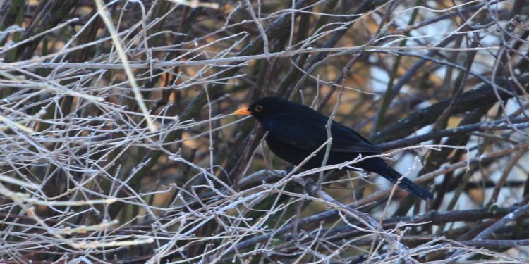 Den uforstyrrede naturs eget liv.