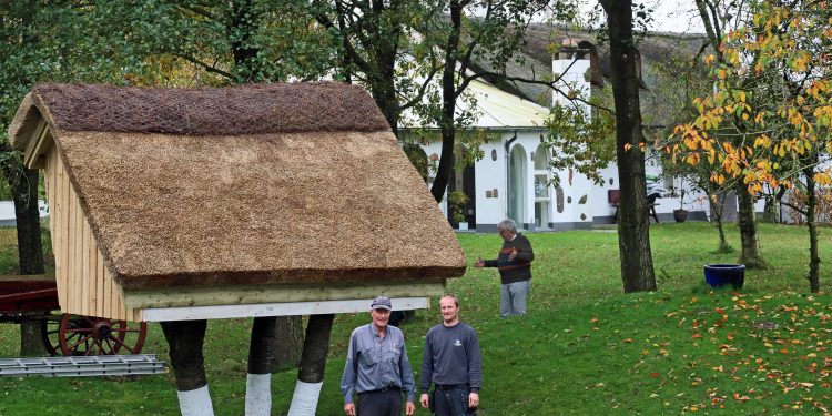 Rede i et fældet træ